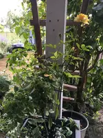 2018-09-03 Valentinstagrose2018.webp