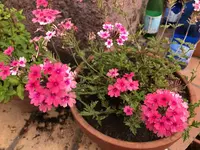 58a. Pflanze.webp
