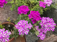 58b. Pflanze.webp