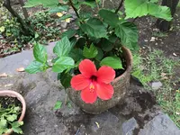 19a. Hibiskus.webp