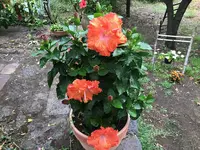 19b. Hibiskus.webp