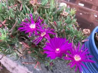 50. Pflanze.webp