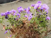 c028.webp