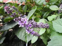 c030.webp