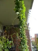 P1100826Schlingpflanzen links.webp