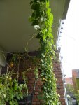 P1100826Schlingpflanzen links.jpg