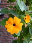 P1100821Susanne orange.jpg