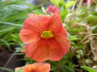 P1100815Minipetunie.webp