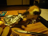 IMGP6800.webp