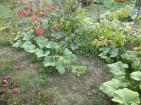 P1040443.webp