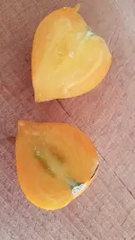 Tomate 004.webp
