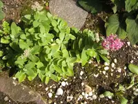 BILD0648.webp