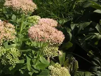 BILD0655.webp