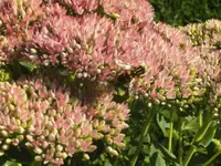 BILD0653.webp