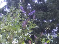 BILD0670.webp