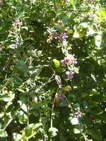 BILD0661.webp