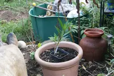 DSC07002.jpg