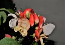 fürPyro3.webp