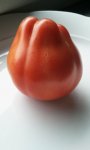 Tomaten Zucchini & Kürbisernte 004.jpg