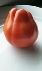 Tomaten Zucchini & Kürbisernte 004.webp