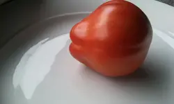 Tomaten Zucchini & Kürbisernte 002.webp