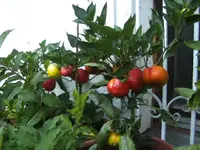 BILD0682.webp