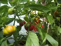 BILD0683.webp
