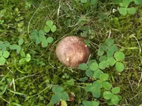 BILD0645.webp