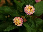 Lesara_Wandelröschen_gelb_rosa2_900.JPG