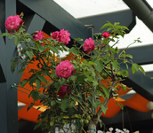 Nachblüte_800.webp