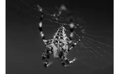 spinne.webp