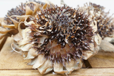 sonnenblume_braun.webp