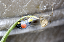 marienkaefer_blatt.webp