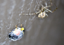 spinne_spinnt.jpg