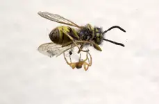wespe_spinne.webp