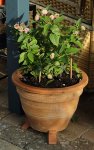 Lantana_gelb_rosa_Topf_700.JPG