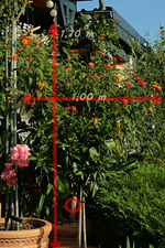 Wandelröschen_Hochstamm_gelb_orange_700.webp