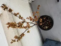 20180906_073245.webp