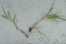 Ausgerissenes Gras.webp Ausgerissenes Gras.webp