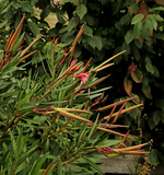 Oleander_Samenschoten_800.webp