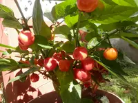 P9120660.webp