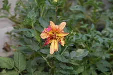 DSC06997.webp