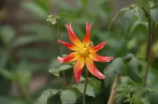 DSC07034.jpg
