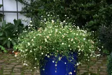 Spanisches Gänseblümchen0115.webp