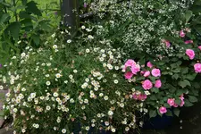 Spanisches Gänseblümchen0217.webp