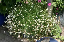 Spanisches Gänseblümchen0218.webp