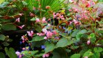 DSC00816.jpg