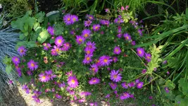 DSC00818.jpg