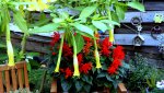 DSC00813.jpg