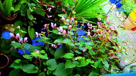 DSC00815.webp
